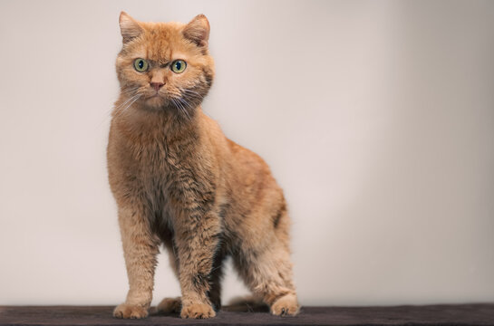 disheveled, indignant red cat on a gray background