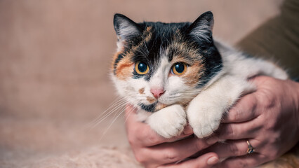 Obraz premium tricolor cat in female hands on a background of artificial fur