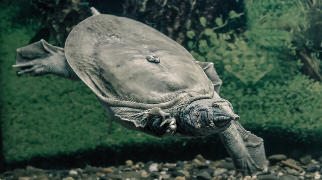 freshwater turtle chinese trionix swims under water close up