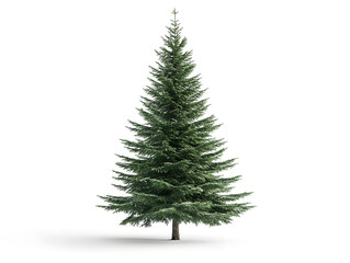 Obraz premium tree isolated on white