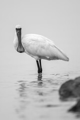 A black-faced spoonbill in the water, black and white photo