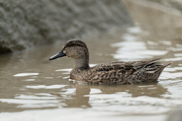 close-up of a Green-winged Teal