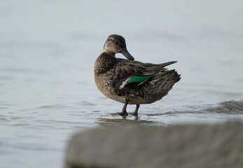 close-up of a Green-winged Teal