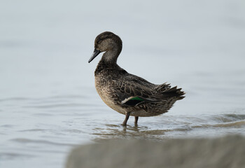 close-up of a Green-winged Teal