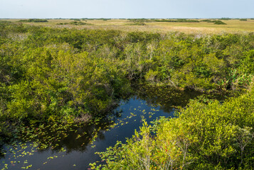 Fototapeta premium Swamp land at Everglades National Park, Florida, United States