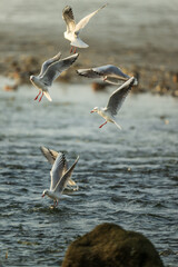 seagulls in flight over water