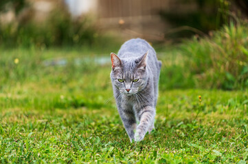 Chat gris marchant dans l'herbe d'un air décidé
