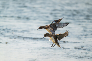 Two Eurasian Wigeons in flight