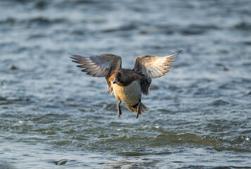 A Eurasian Wigeon in flight
