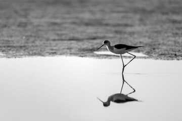 A Black-winged stilt and branch on the beach. Black and white phot