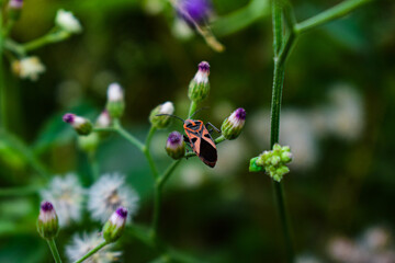 Tiny purple colored flowers in focus