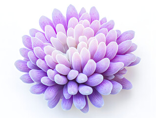 Fototapeta premium purple dahlia flower