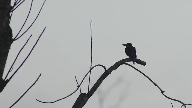 Single blue kingfisher staning on branch of tree.