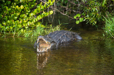 Crocodile at Everglades National Park, Florida, United States