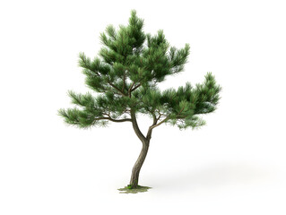 Fototapeta premium tree isolated on white background