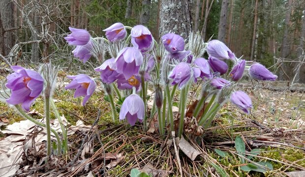 Pulsatílla beautiful spring purple flowers Large purple blooms and buds of the pasqueflower