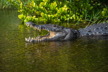 Crocodile at Everglades National Park, Florida, United States