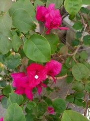pink rose bush