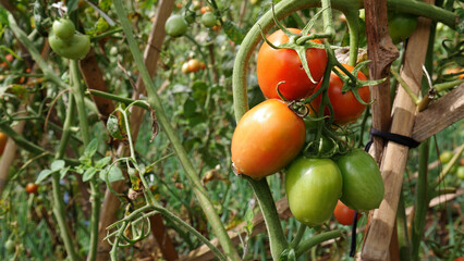Selective focus, ripe red and unripe green tomatoes growing on sturdy stems. The wooden framework ensures the plant's stability in the garden.