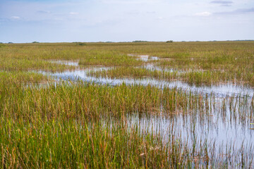 Swamp land at Everglades National Park, Florida, United States
