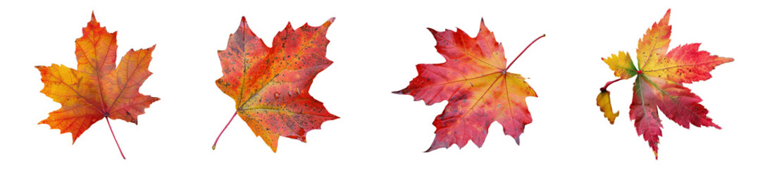 Autumn Leaves Sequence Isolated Transparent Background PNG Image