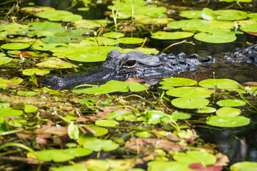 Crocodile at Everglades National Park, Florida, United States
