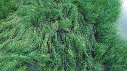 Overhead shot of vibrant wetland vegetation