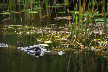 Crocodile at Everglades National Park, Florida, United States