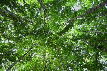 Nature's Canopy A Verdant Sky