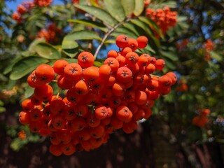 Rowan (Sorbus) is a genus of plants in the rose family