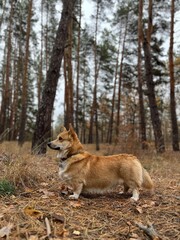dog in the woods