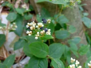 butterfly on a flower