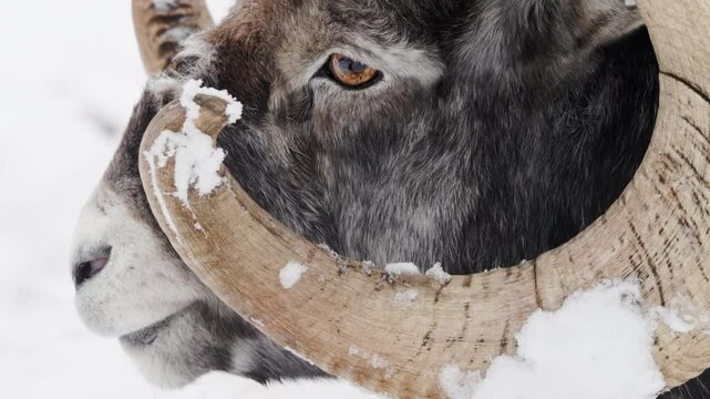 Extreme Close-up Ram Stone Sheep During Snow Winter.