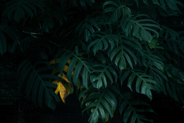 Dark green monstera leaves bushes background 
