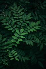 Close up fresh green tropical leaves dark background 