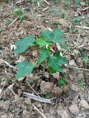 hand planting a plant