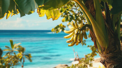 Ripe growing bananas on tree on tropical beach