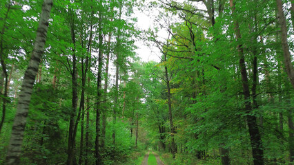 Yellow leaves on forest dirt road