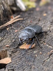 Small stag beetle, Dorcus parallelipipedus — a beetle from the stag beetle family