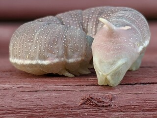 Larva of the Linden Beetle resting on a board