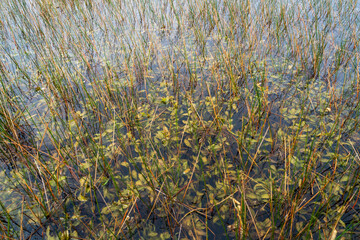 Swamp land at Everglades National Park, Florida, United States