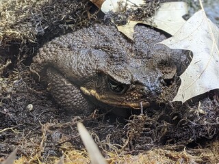 Frog, toad resting in its own pool