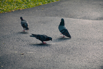A lone gray pigeon with striking black eyes perches on a patch of green grass in a bustling city park