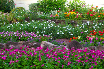 Pink and white tulips bloom in a vibrant spring garden