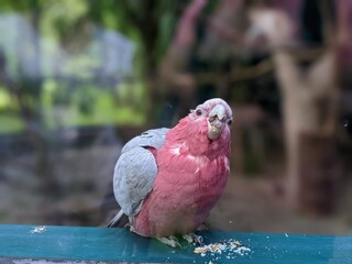 The pink cockatoo cannot choose whether to eat or pose