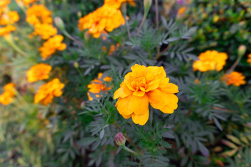 Golden marigolds bloom brightly in a sun-kissed garden, a vibrant splash of color against the lush greenery