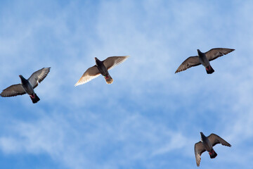 group of homing pigeon flying against beautiful clear blue sky