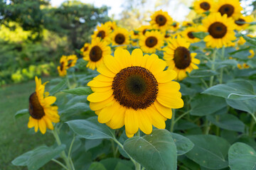 Sunflowers sway in a golden field beneath a vast blue sky