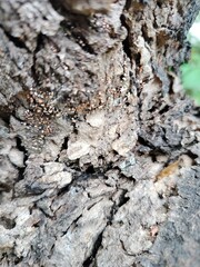 Textured close-up of rough tree bark with natural patterns, cracks, and details, perfect for background, nature, forestry, and organic design concepts