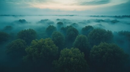 Obraz premium Misty forest at dawn, aerial view. (1)